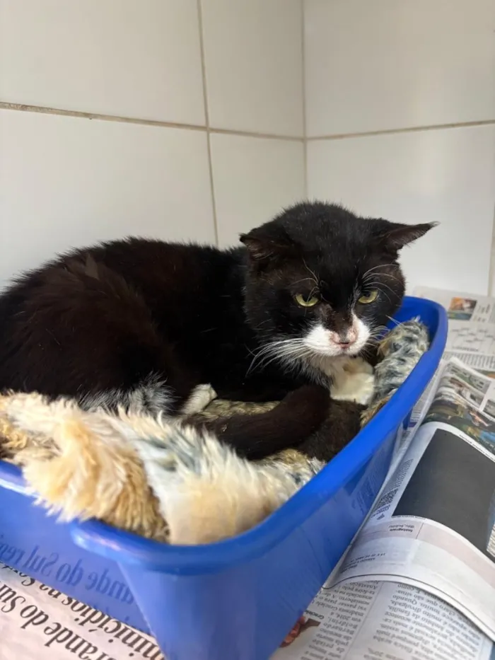 Gato raça SRD-ViraLata idade 5 anos nome Rogério 