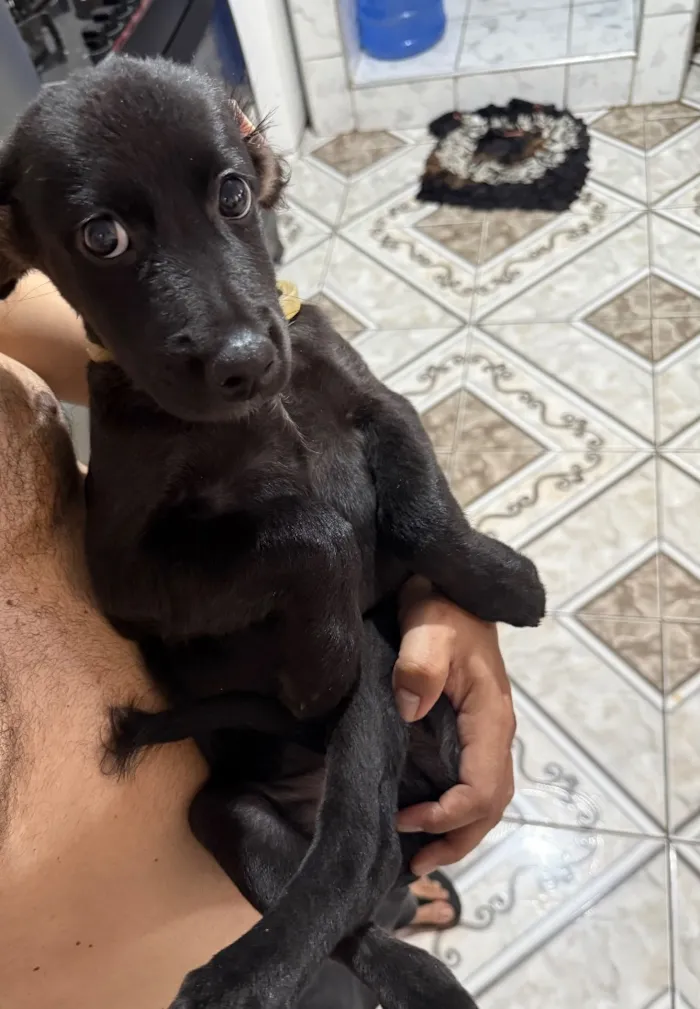 Cachorro raça SRD-ViraLata idade 2 a 6 meses nome Meg