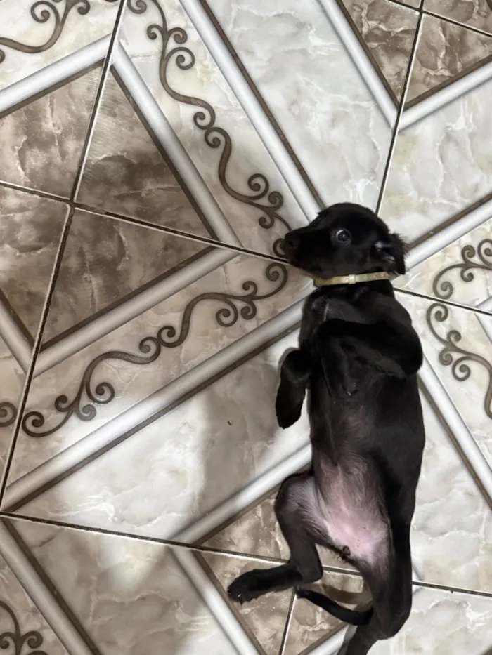 Cachorro raça SRD-ViraLata idade 2 a 6 meses nome Meg