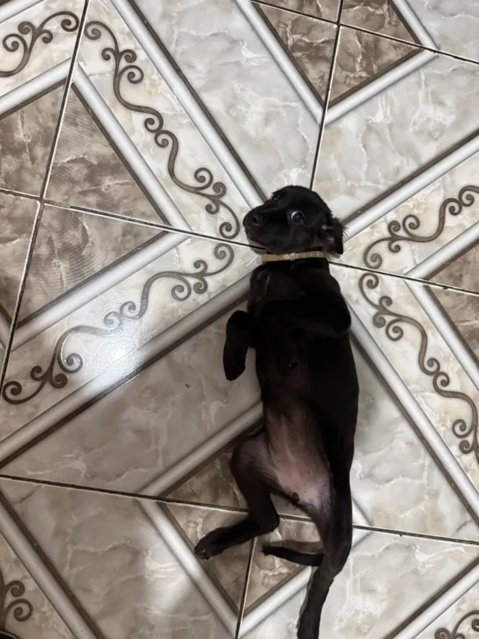 Cachorro raça SRD-ViraLata idade 2 a 6 meses nome Meg