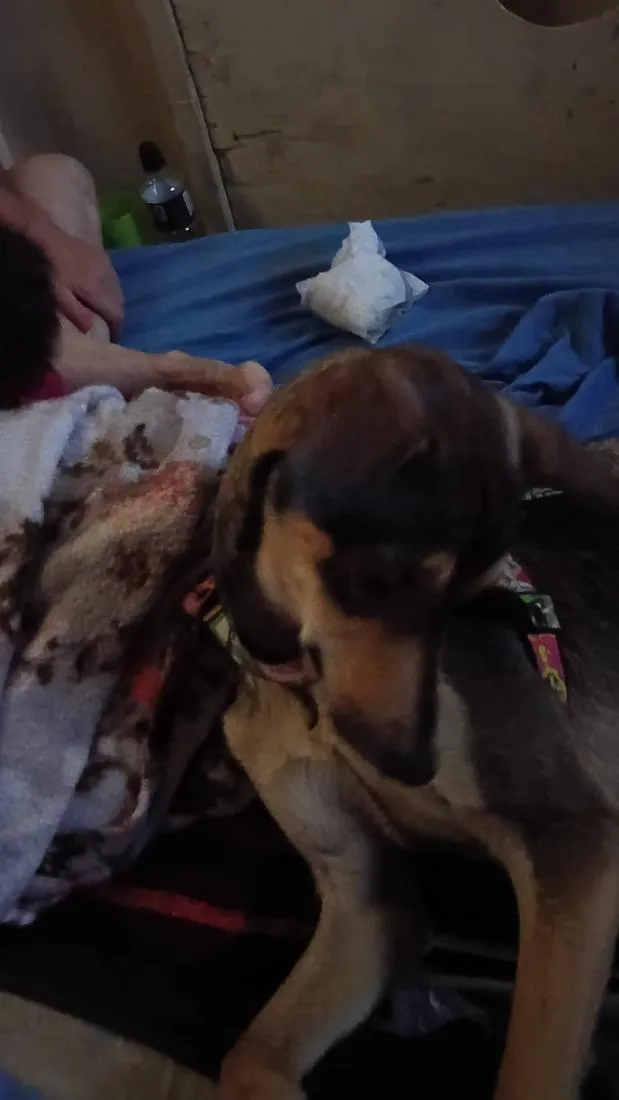 Cachorro raça SRD-ViraLata idade 1 ano nome Sarah Cristina