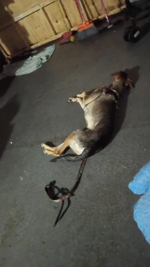 Cachorro raça SRD-ViraLata idade 1 ano nome Sarah Cristina