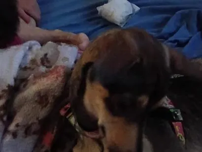 Cachorro raça SRD-ViraLata idade 1 ano nome Sarah Cristina