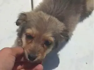 Cachorro raça SRD-ViraLata idade 2 a 6 meses nome soldadinho