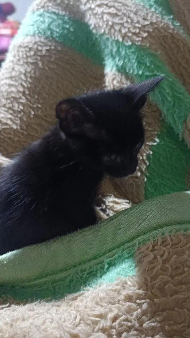 Gato raça SRD-ViraLata idade Abaixo de 2 meses nome não sei 