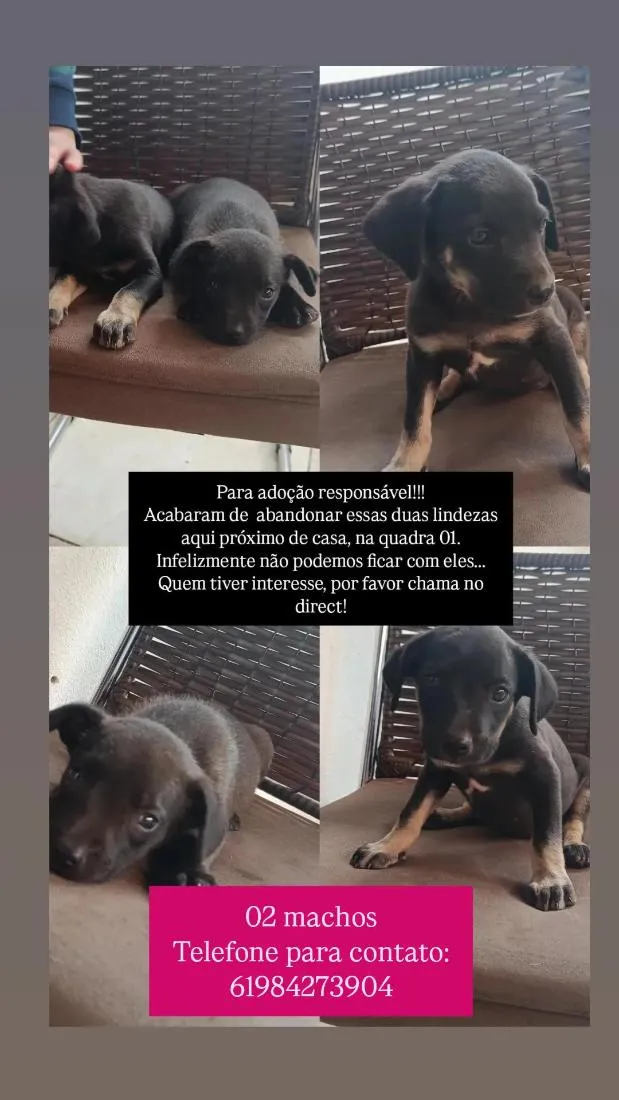 Cachorro raça SRD-ViraLata idade Abaixo de 2 meses nome Oreo e Toddy