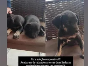 Cachorro raça SRD-ViraLata idade Abaixo de 2 meses nome Oreo e Toddy