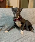 Brownie 
