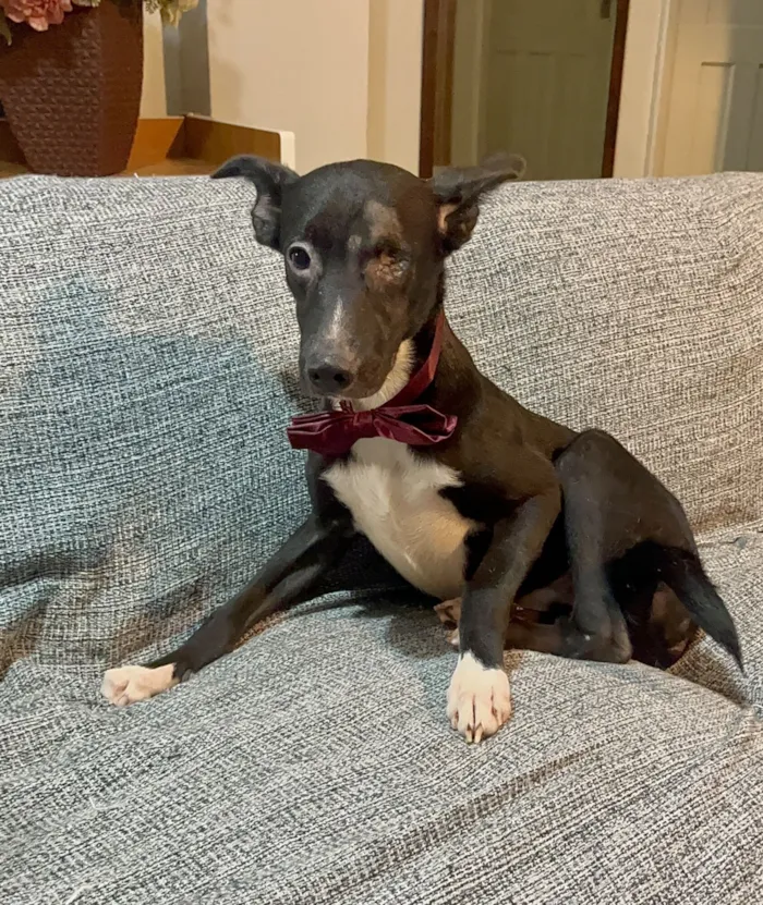 Cachorro raça SRD-ViraLata idade 7 a 11 meses nome Brownie 
