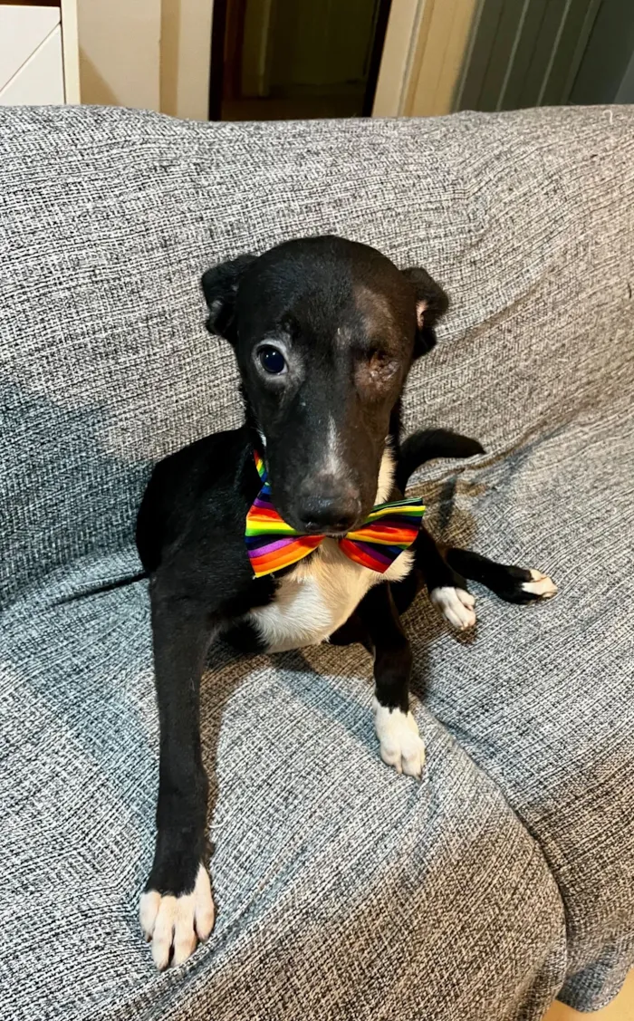 Cachorro raça SRD-ViraLata idade 7 a 11 meses nome Brownie 