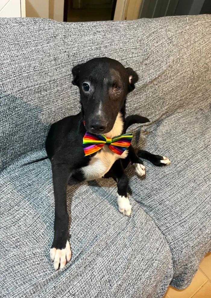 Cachorro raça SRD-ViraLata idade 7 a 11 meses nome Brownie 