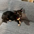 Brownie 