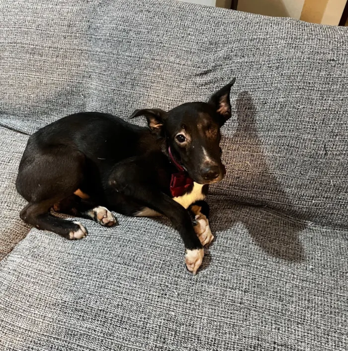 Cachorro raça SRD-ViraLata idade 7 a 11 meses nome Brownie 