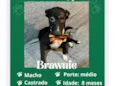 Brownie 