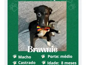 Cachorro raça SRD-ViraLata idade 7 a 11 meses nome Brownie 