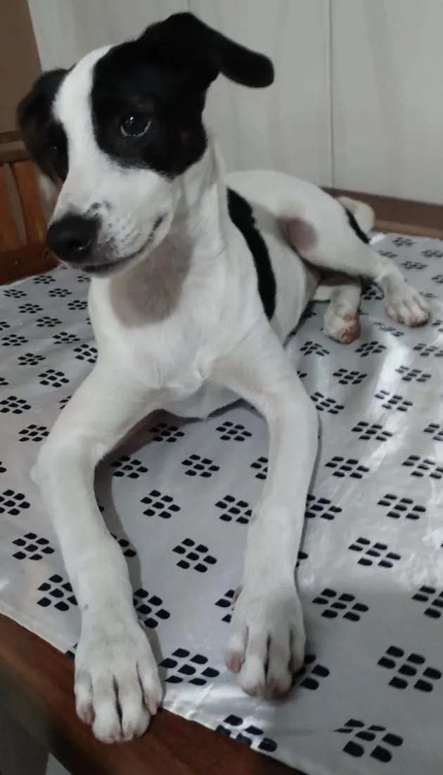 Cachorro raça SRD-ViraLata idade 7 a 11 meses nome Lua