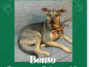 Cachorro raça SRD-ViraLata idade 7 a 11 meses nome Bento 