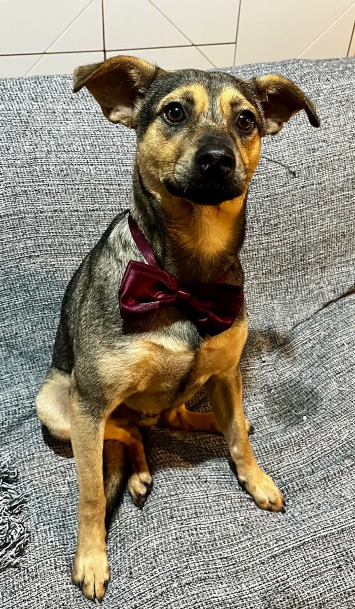 Cachorro raça SRD-ViraLata idade 7 a 11 meses nome Bento 