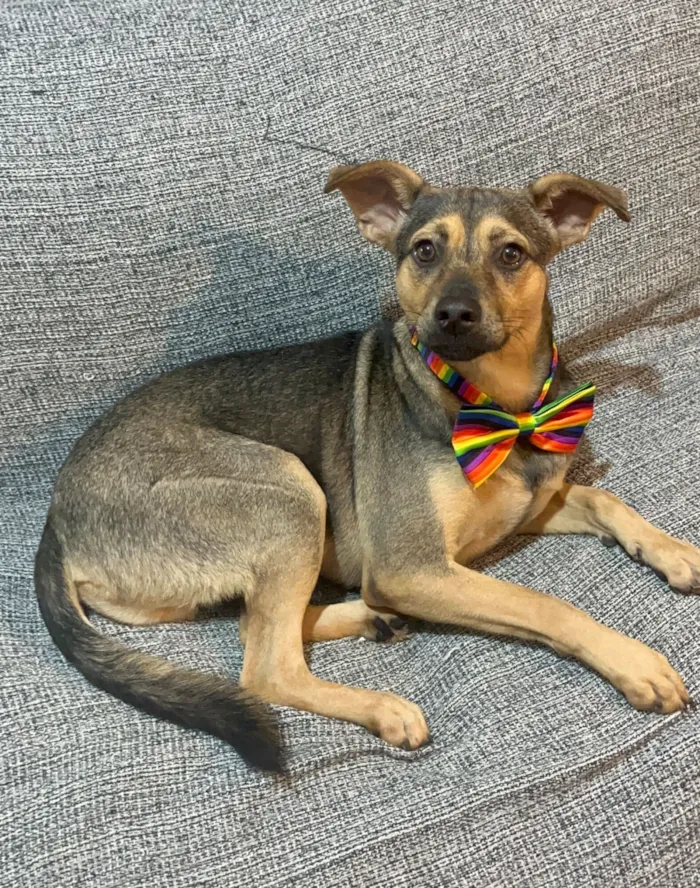 Cachorro raça SRD-ViraLata idade 7 a 11 meses nome Bento 