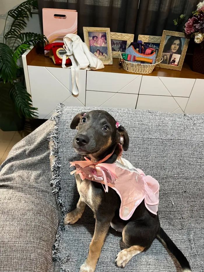 Cachorro raça SRD-ViraLata idade 2 a 6 meses nome Serena