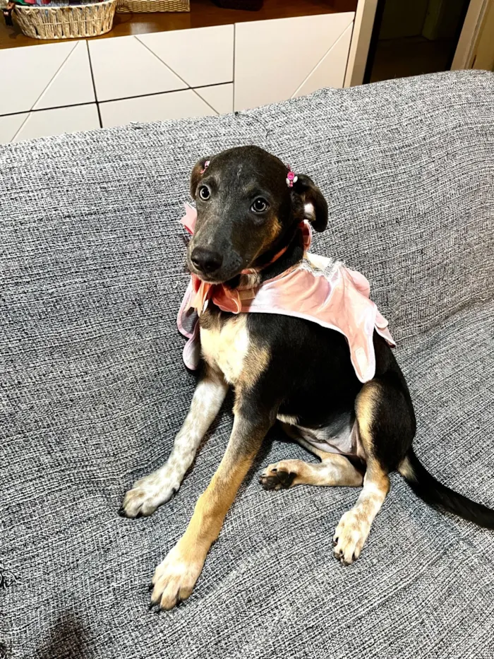 Cachorro raça SRD-ViraLata idade 2 a 6 meses nome Serena