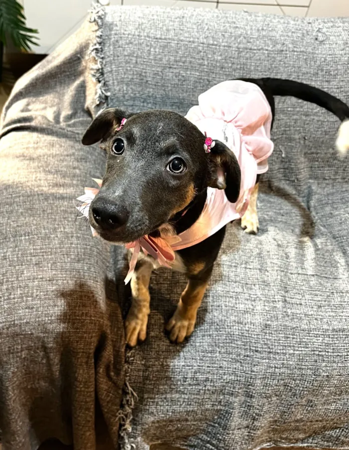 Cachorro raça SRD-ViraLata idade 2 a 6 meses nome Serena