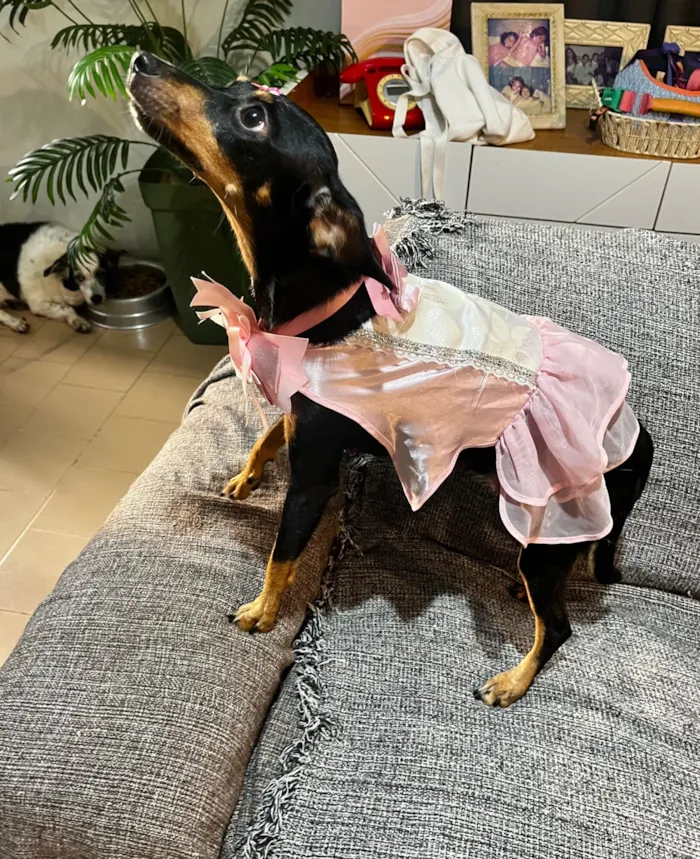 Cachorro raça SRD-ViraLata idade 1 ano nome Agata 