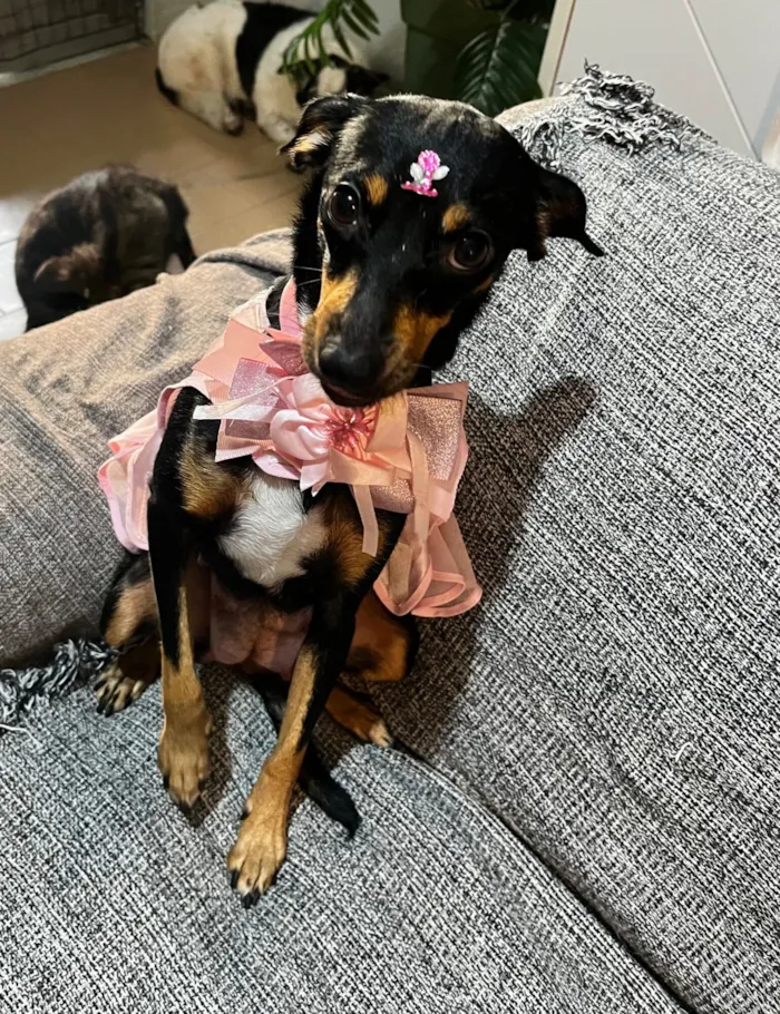 Cachorro raça SRD-ViraLata idade 1 ano nome Agata 