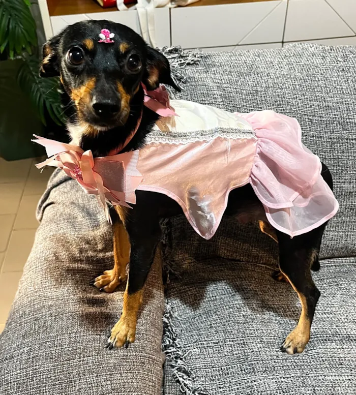 Cachorro raça SRD-ViraLata idade 1 ano nome Agata 