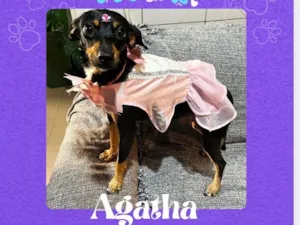 Cachorro raça SRD-ViraLata idade 1 ano nome Agata 