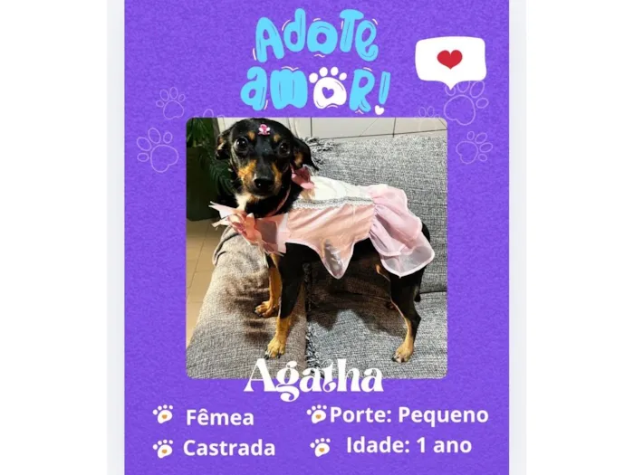 Cachorro raça SRD-ViraLata idade 1 ano nome Agata 