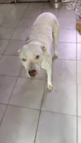 Nala