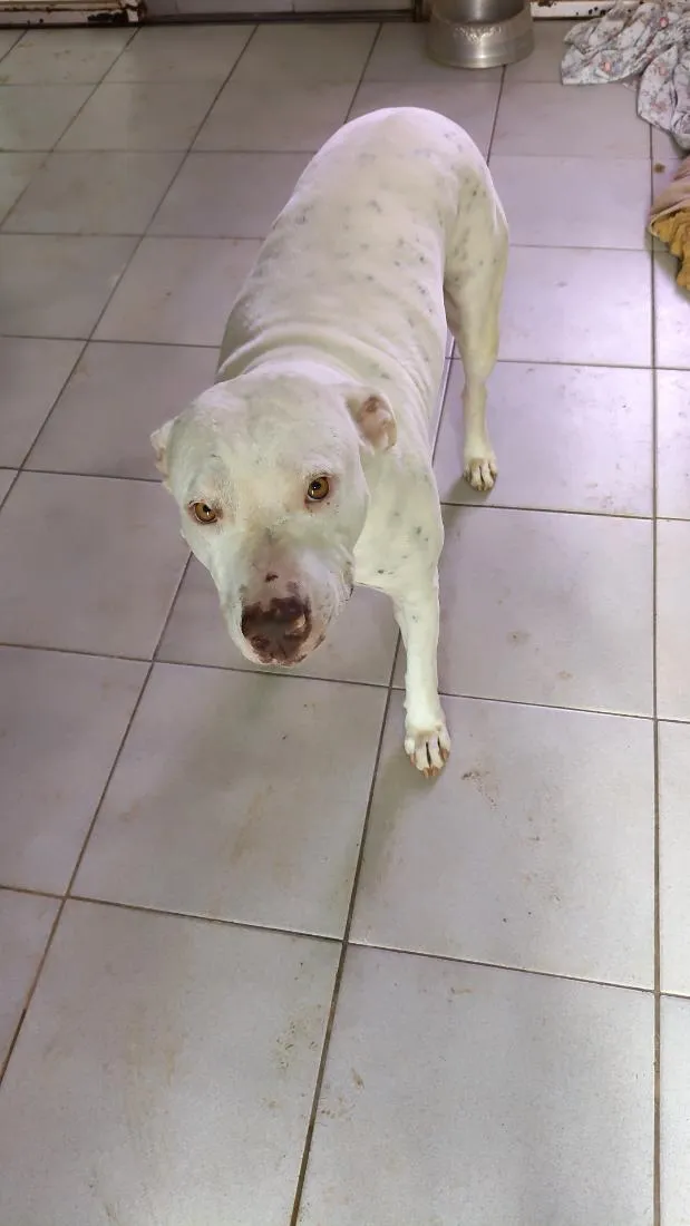 Cachorro raça Pit-Bull idade 3 anos nome Nala