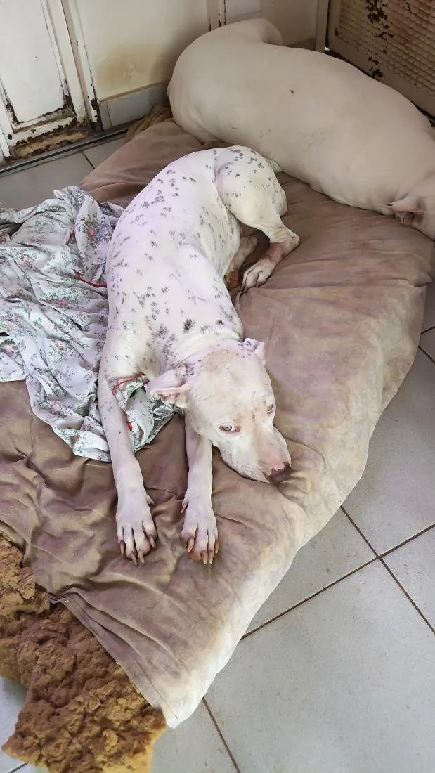Cachorro raça Pit-Bull idade 3 anos nome Jurema