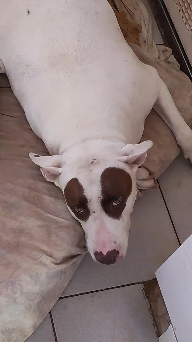 Cachorro raça Pit-Bull idade 3 anos nome Mike
