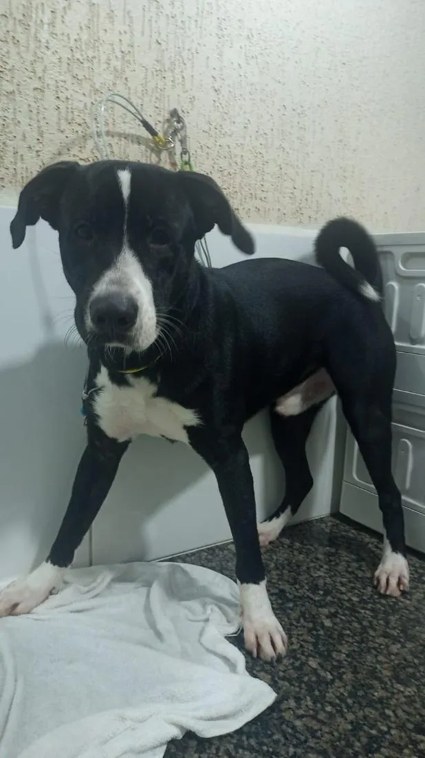 Cachorro raça SRD-ViraLata idade 1 ano nome Simba