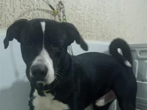 Cachorro raça SRD-ViraLata idade 1 ano nome Simba
