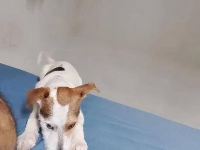Cachorro raça SRD-ViraLata idade 2 a 6 meses nome Beethoven