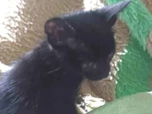 Gato raça SRD-ViraLata idade Abaixo de 2 meses nome não sei 