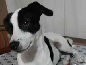 Cachorro raça SRD-ViraLata idade 7 a 11 meses nome Lua