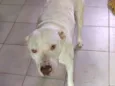 Nala