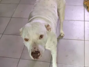 Cachorro raça Pit-Bull idade 3 anos nome Nala