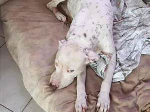 Cachorro raça Pit-Bull idade 3 anos nome Jurema