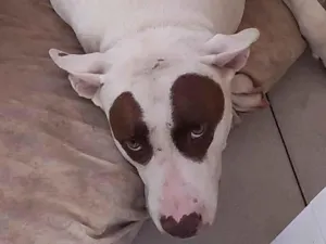 Cachorro raça Pit-Bull idade 3 anos nome Mike