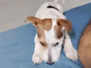 Cachorro raça SRD-ViraLata idade 2 a 6 meses nome Beethoven