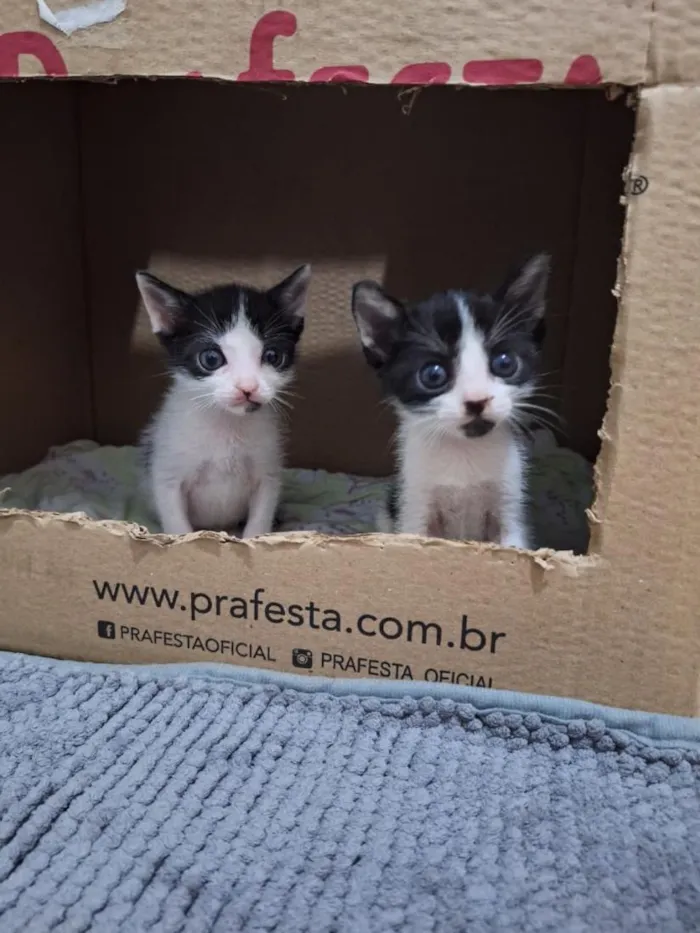 Gato raça SRD-ViraLata idade 2 a 6 meses nome Ainda aguardando sua sugestão de nomes. 