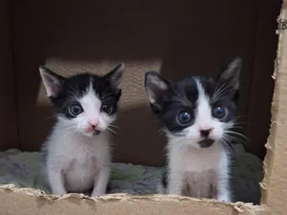 Gato raça SRD-ViraLata idade 2 a 6 meses nome Ainda aguardando sua sugestão de nomes. 