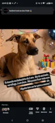 Jake bolinha Peralta 