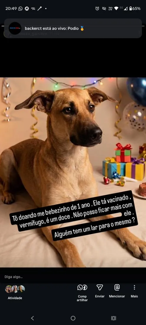 Cachorro raça SRD-ViraLata idade 1 ano nome Jake bolinha Peralta 