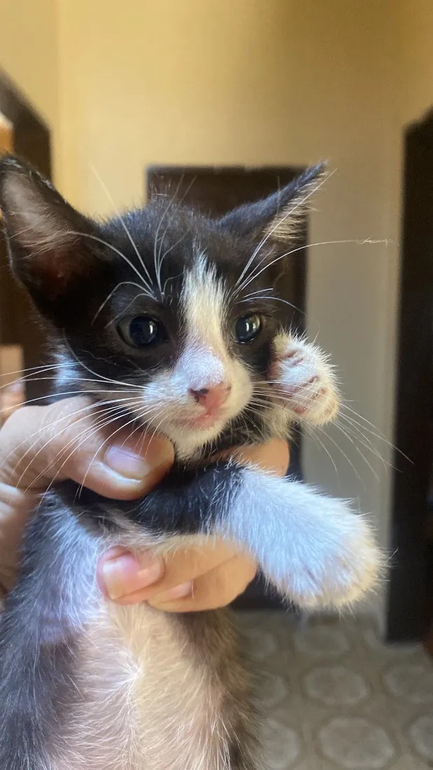 Gato raça SRD-ViraLata idade 2 a 6 meses nome Pata mansa